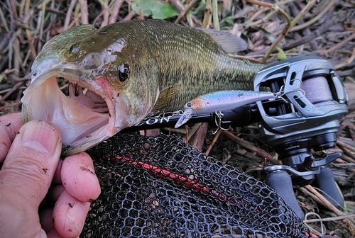 ブラックバスの釣果