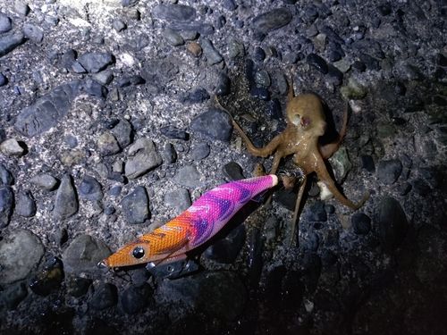 イイダコの釣果