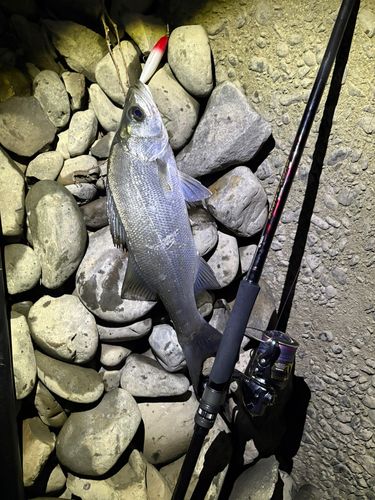 フッコ（ヒラスズキ）の釣果