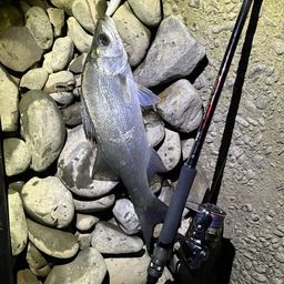 フッコ（ヒラスズキ）