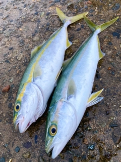 コゾクラの釣果