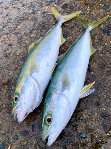 コゾクラの釣果