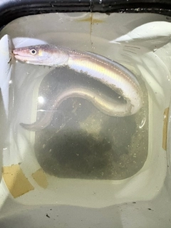 マアナゴの釣果