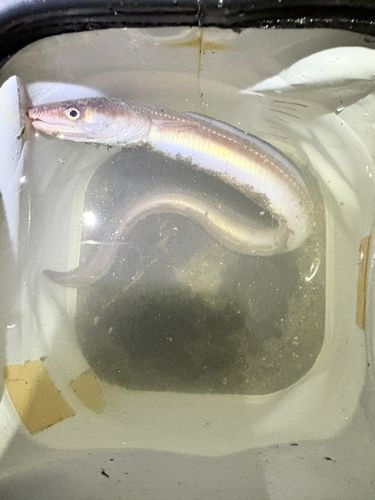 マアナゴの釣果