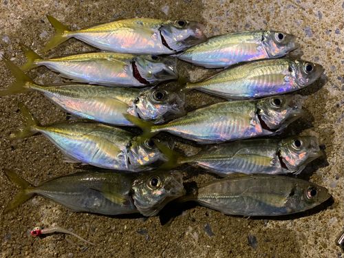 アジの釣果
