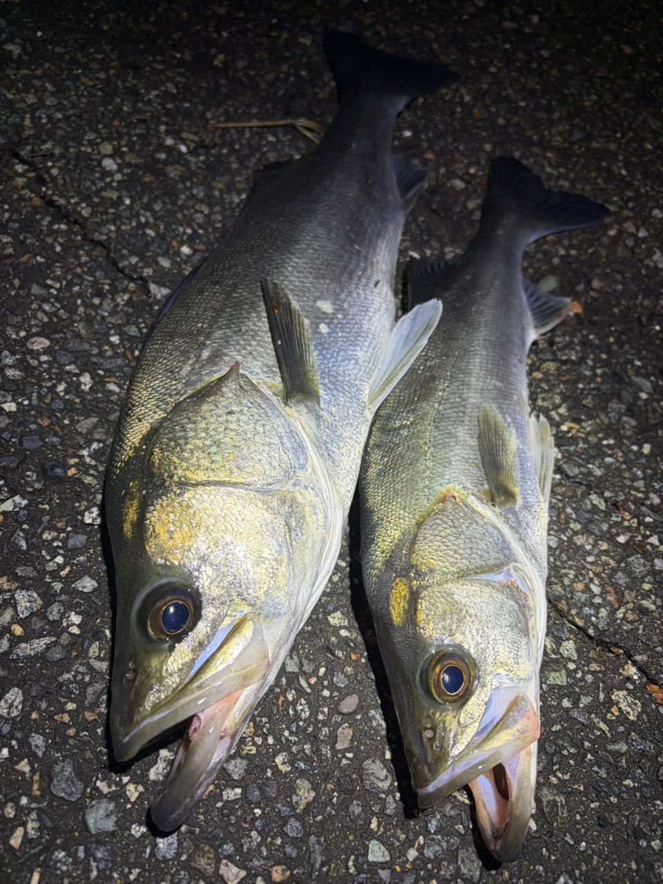 セイゴ（マルスズキ）