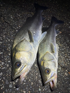 セイゴ（マルスズキ）の釣果