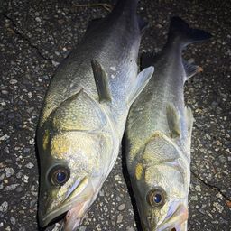 セイゴ（マルスズキ）