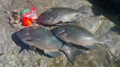 クチブトグレの釣果