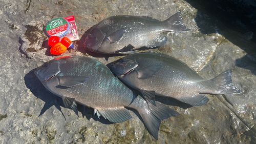 クチブトグレの釣果