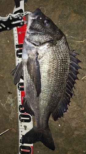 クロダイの釣果