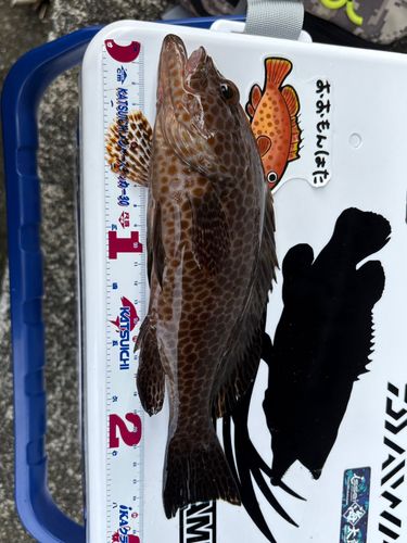 オオモンハタの釣果