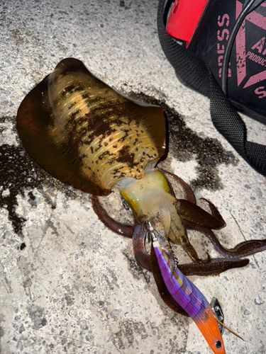 アオリイカの釣果