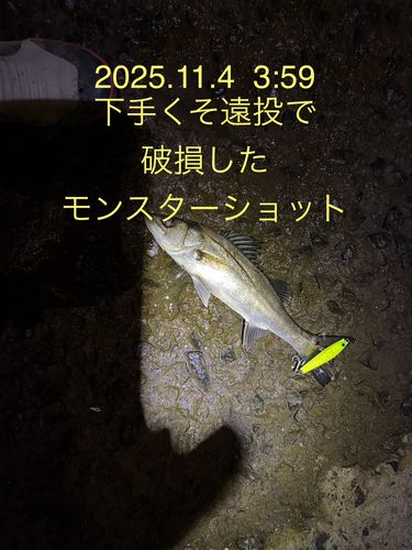 シーバスの釣果