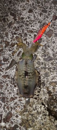 アオリイカの釣果