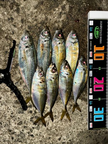 アジの釣果