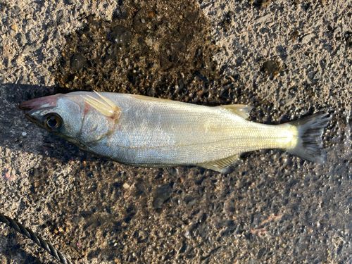 セイゴ（タイリクスズキ）の釣果