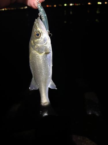 ディズニーリゾート付近