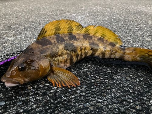 アイナメの釣果