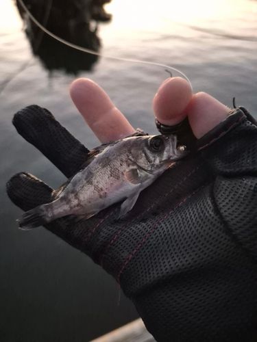三陸海岸（青森）