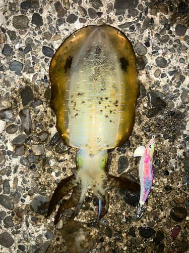 アオリイカの釣果