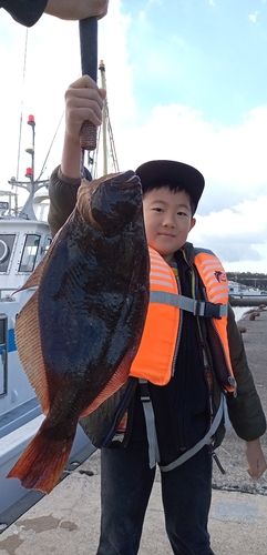 ヒラメの釣果
