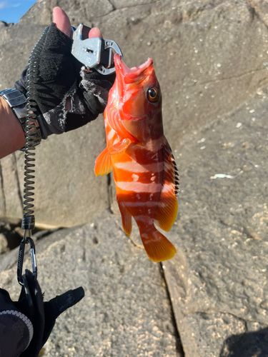 アカハタの釣果