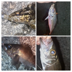 タケノコメバルの釣果