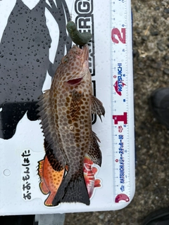 オオモンハタの釣果