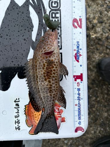 オオモンハタの釣果