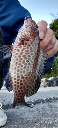 オオモンハタの釣果