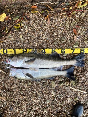 シーバスの釣果