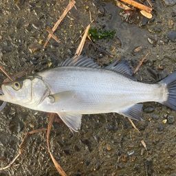 セイゴ（ヒラスズキ）