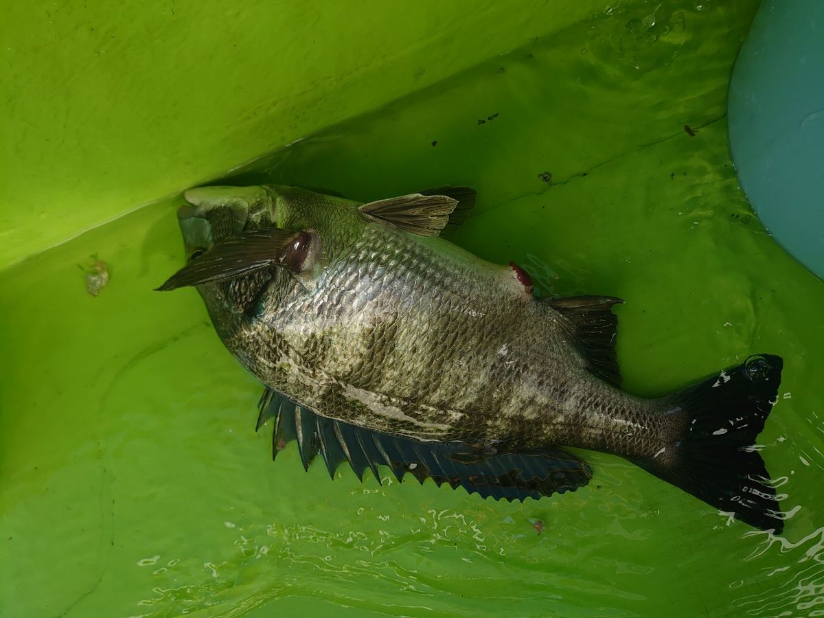 R・913さんの釣果 1枚目の画像