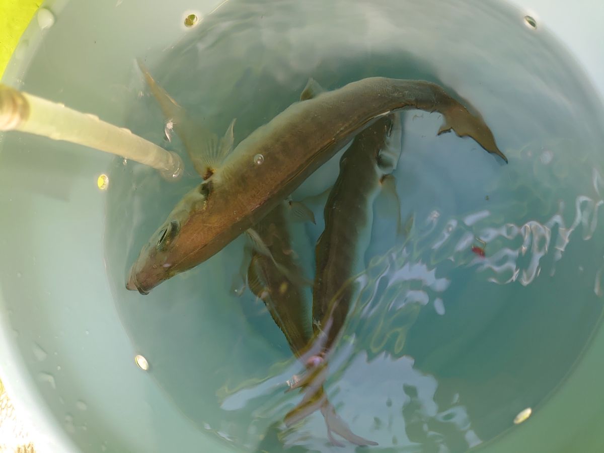 R・913さんの釣果 2枚目の画像