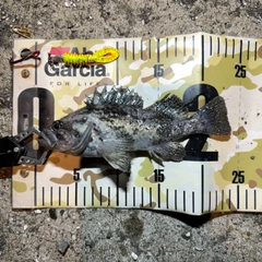 クロソイの釣果