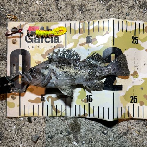 クロソイの釣果