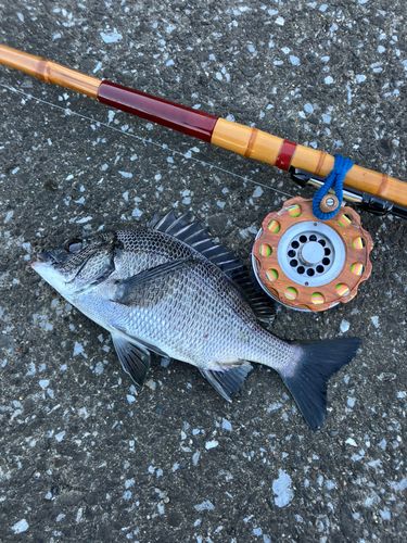 チンチンの釣果