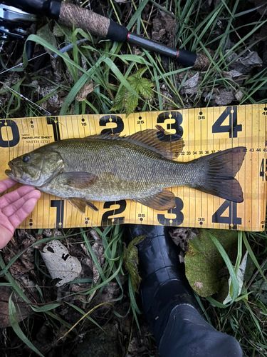 スモールマウスバスの釣果