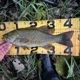 スモールマウスバス