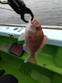 マダイの釣果