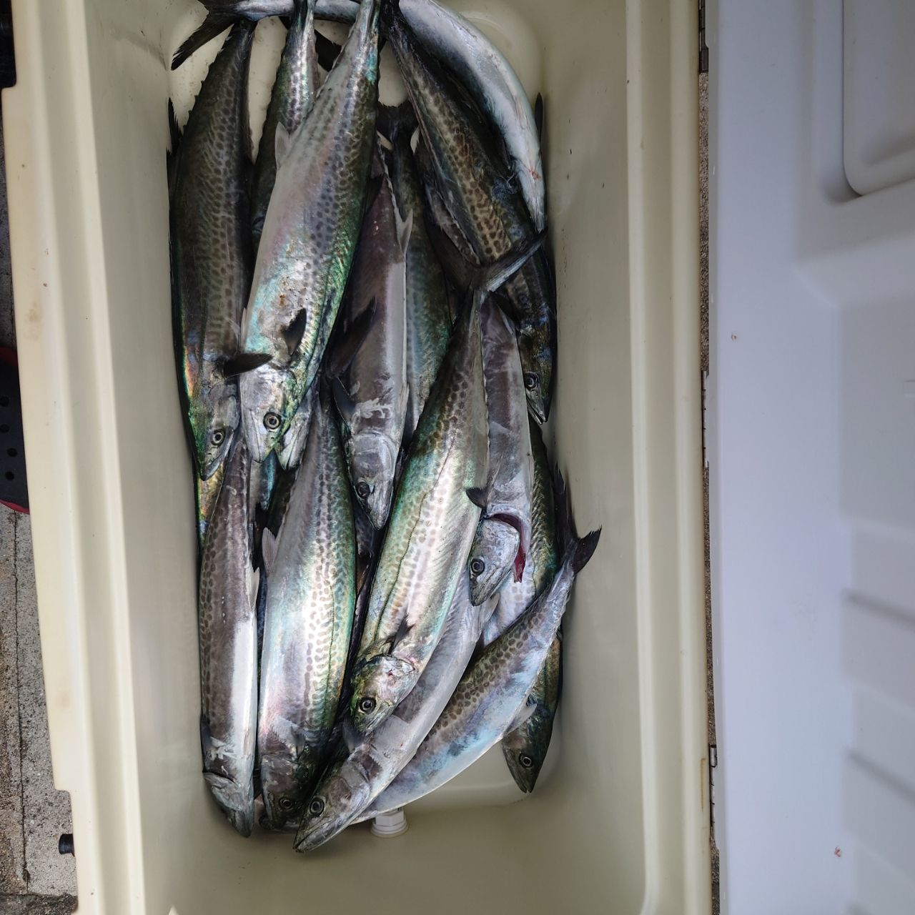 SHIMANO 17エクスセンス ∞ (インフィニティ) S906ML/RFの最安値