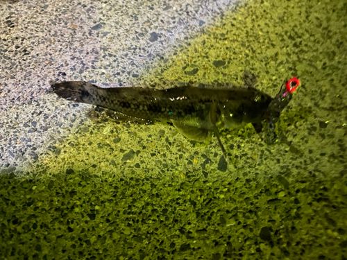 白子漁港（三重）