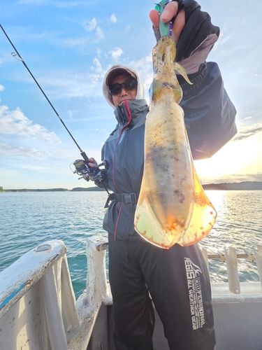 アオリイカの釣果