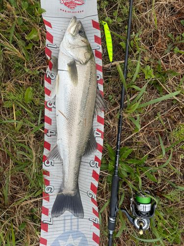 シーバスの釣果
