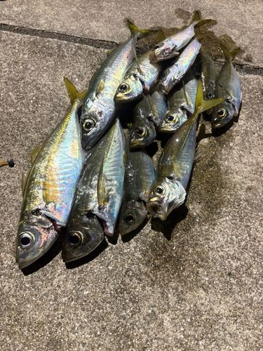 アジの釣果