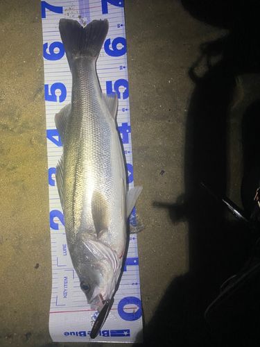 シーバスの釣果