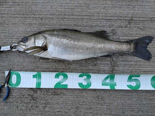 東京湾（アクアライン〜富津）