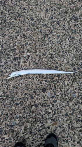 タチウオの釣果