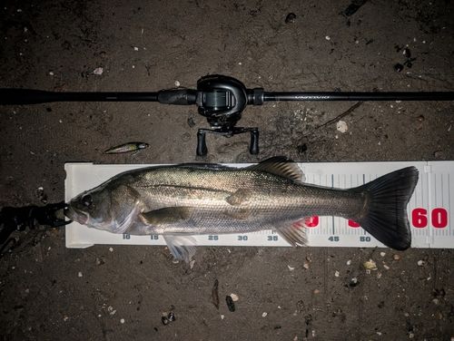 シーバスの釣果